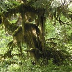 Hoh Rainforest, Olympic National Park