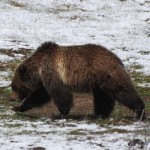 Wildlife Watching in Yellowstone