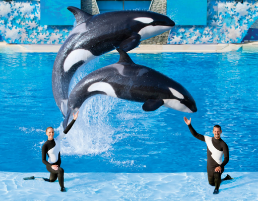 Seaworld stopt met Orka Show