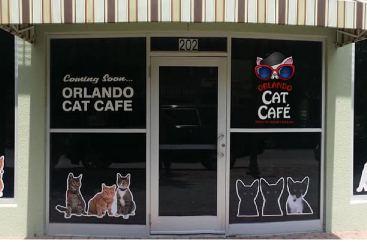 Orlando Cat Café – Elke kattenliefhebber moet hier een kop koffie drinken!