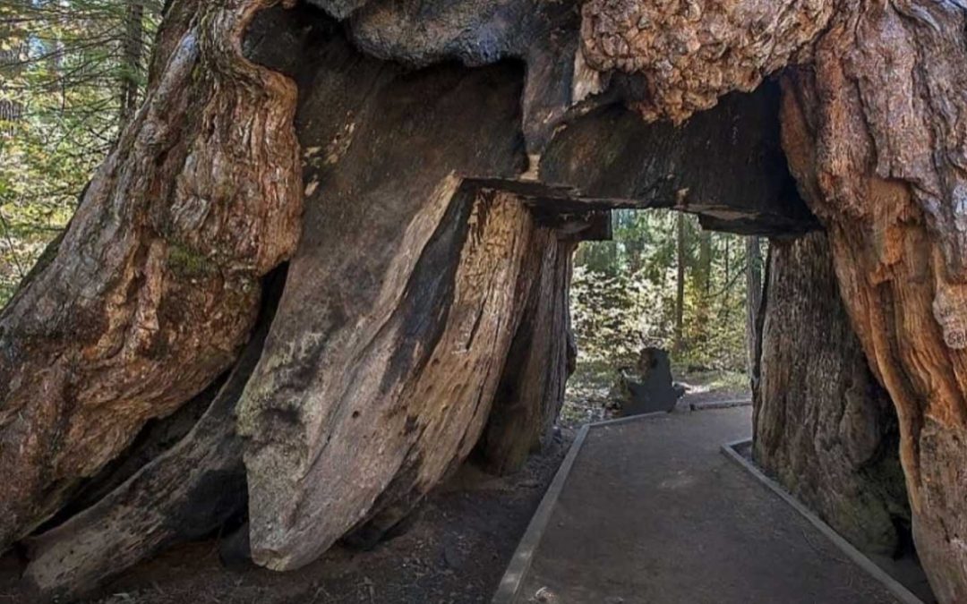 Geliefde Giant Sequoia begeeft het door storm in Californië